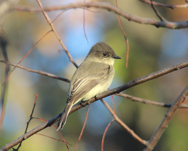 Eastern Phoebe: Harbinger of Spring? | Lake Metroparks